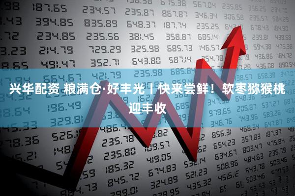 兴华配资 粮满仓·好丰光丨快来尝鲜！软枣猕猴桃迎丰收